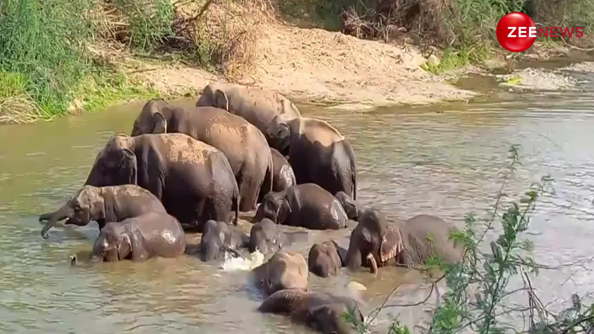 नदी में जाकर हाथियों के झुंड ने किया कुछ ऐसा, देख डर गए लोग; वीडियो ने पूरे इलाके में मचाई सनसनी