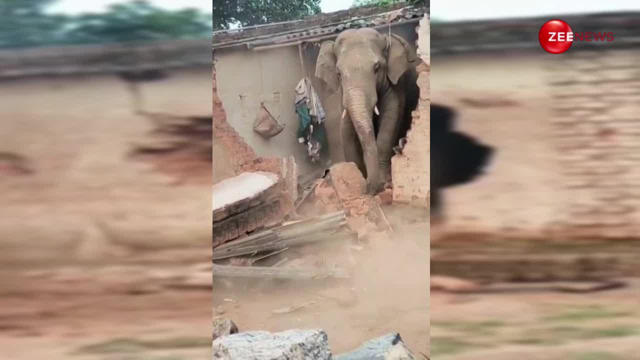 हथिनी की याद में कच्चा मकान तोड़ बाहर निकला हाथी, गुस्से में गजराज का ऐसा रोद्र रूप आपने पहले नहीं देखा होगा