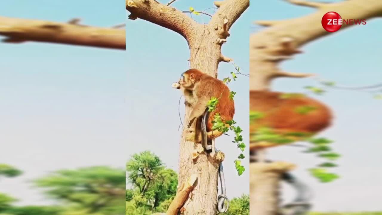 बंदरिया की आशिकी में चूर हुआ नाग, पेड़ पर चढ़कर किया प्यार का इजहार