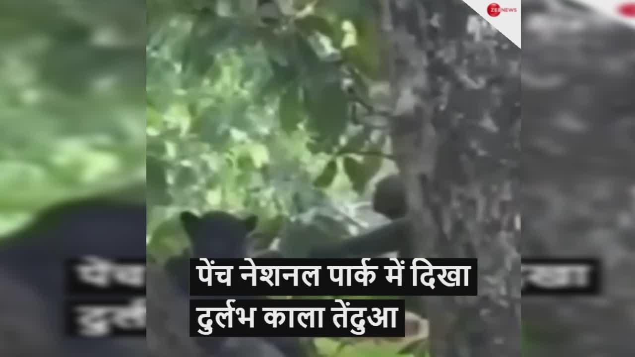 Madhya Pradesh: पेंच नेशनल पार्क में पेड़ पर चढ़ा दिखा दुर्लभ काला तेंदुआ, देखिए वीडियो