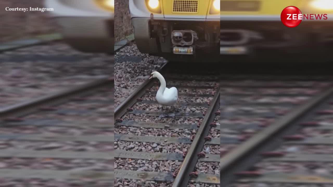 मजे से रेलवे की पटरी पर टहलने निकला हंस, ठप पड़ी लाइन तो वीडियो हो गया वायरल