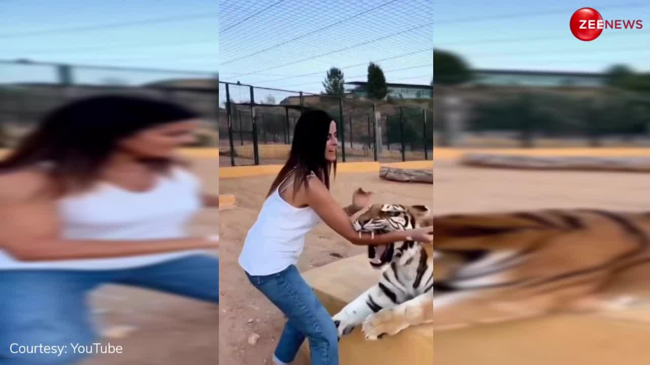 Tiger Video: फोटो खिंचवाने के लिए टाइगर के साथ लड़की कर रही थी मस्ती, तभी हो गया ऐसा देख उड़ जाएंगे आपके होश