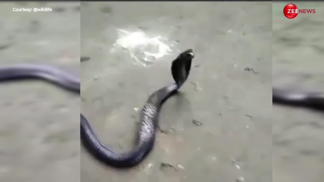 King Cobra: मुंह से देने लगा किंग कोबरा अंडे! पहले नहीं देखा होगा सांप का ऐसा वीडियो