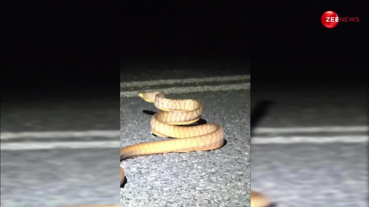 सड़क पर तनकर खड़ा हो गया कोबरा, वीडियो देख लोग बोले-आज से पहले नहीं देखा ऐसा अनोखा वीडियो