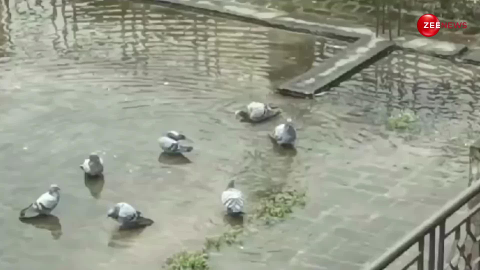 Viral Video: कबूतरों का रेन सेलिब्रेशन हुआ वायरल, छत के स्विमिंग पूल में किए खूब मजे