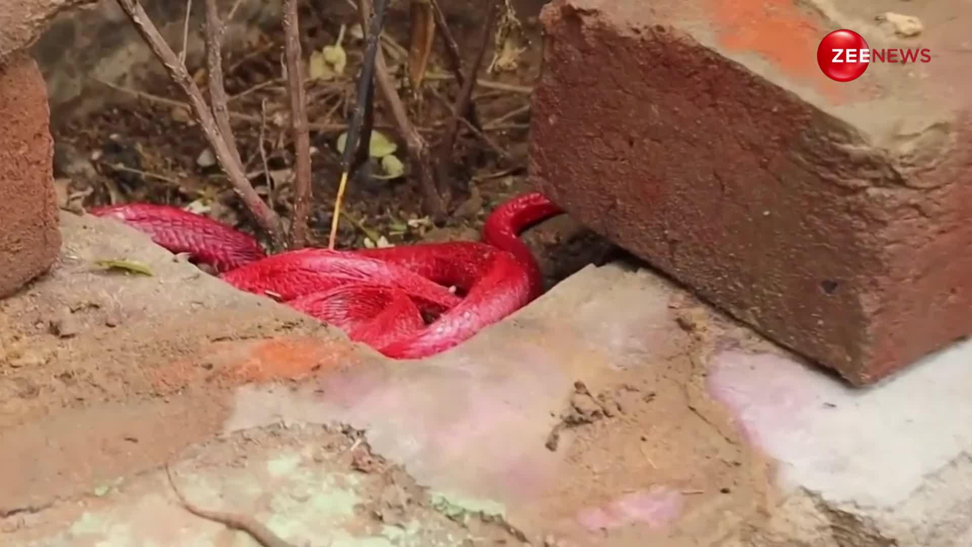 भारत में पहली बार मिला ऐसा लाल रंग का किंग कोबरा, घर की दीवार में छिपा बैठा था खतरनाक सांप