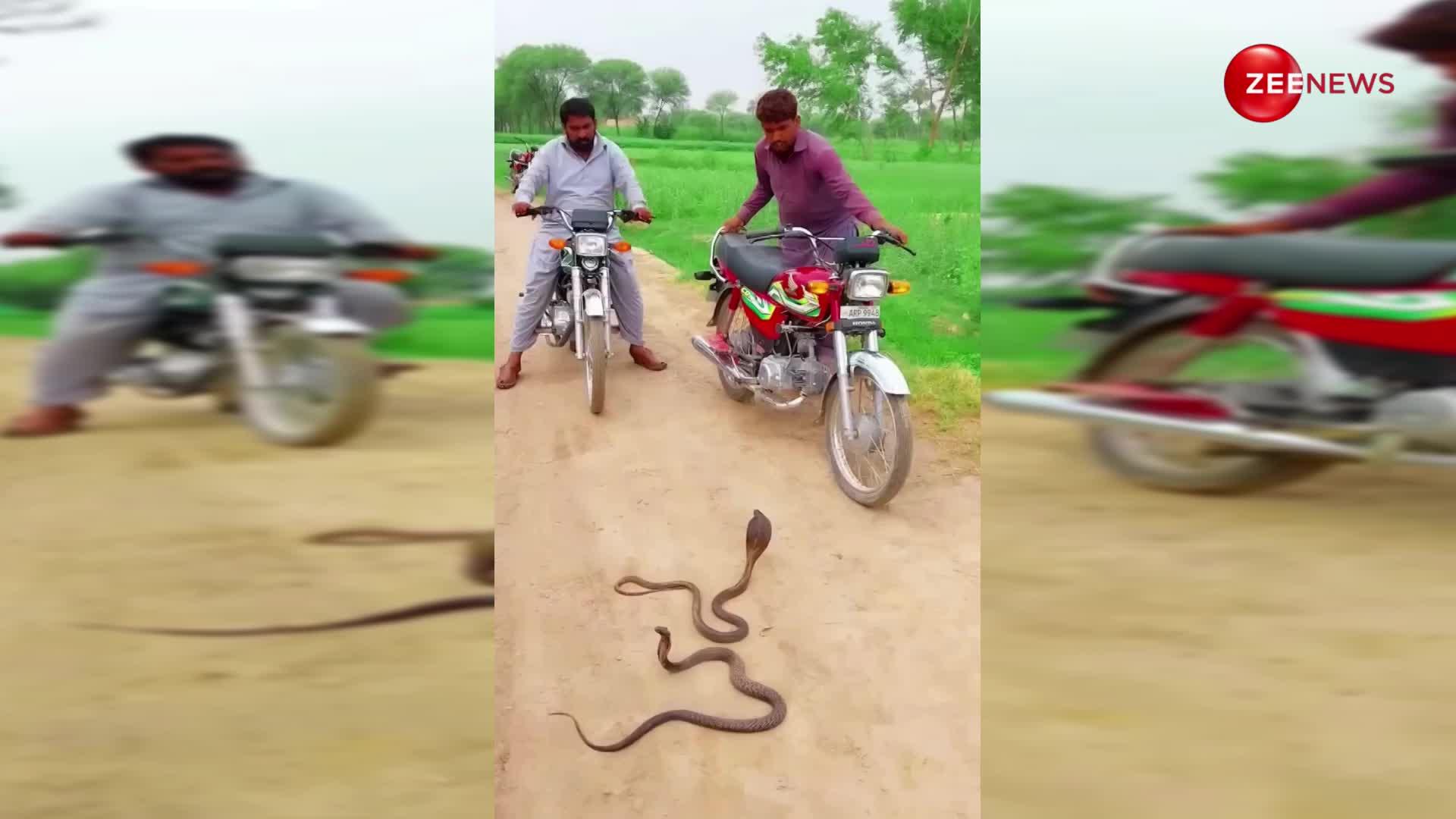 Cobra सांप ने रोका 2 बाइक सवार लोगों का रास्ता, डर की वजह से छूटा उनका पसीना