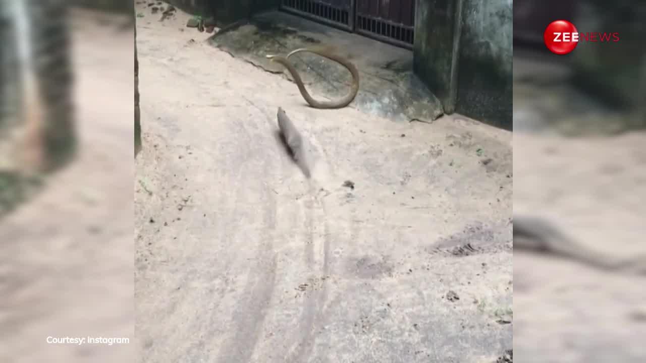 मोहल्ले की गली बनी जंग का मैदान! नेवले और कोबरा की भयंकर लड़ाई में क्या रहा रिजल्ट, देखें वीडियो