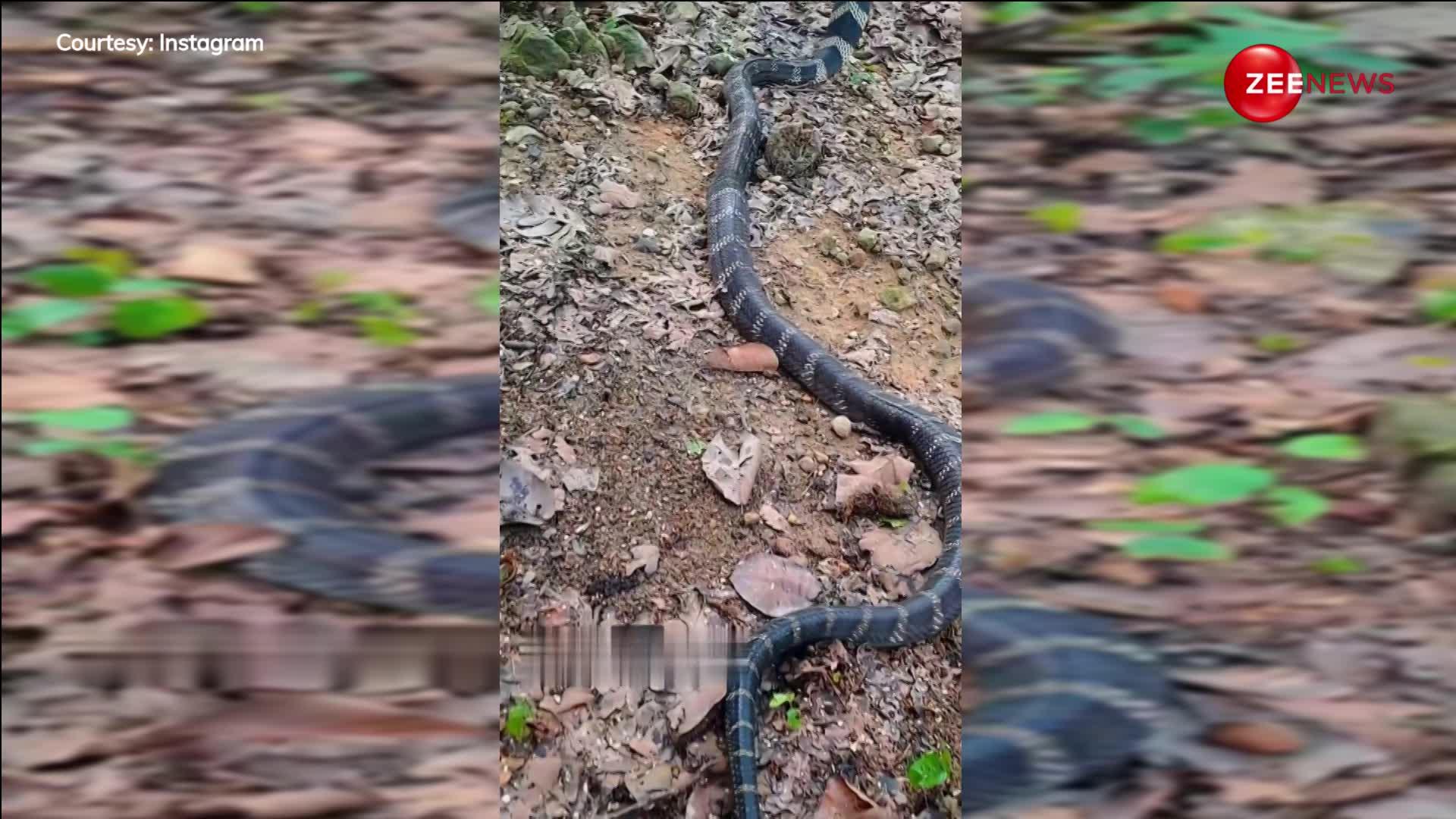 जगंल  में अकेले घूम रहा King cobra, आहट लगते ही दिखाया खतरनाक रूप