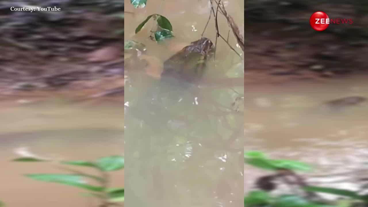 Anaconda Video: नदी में तैरता दिखा 34 फुट लंबा एनाकोंडा, साइज देख उड़ जाएगी नींद