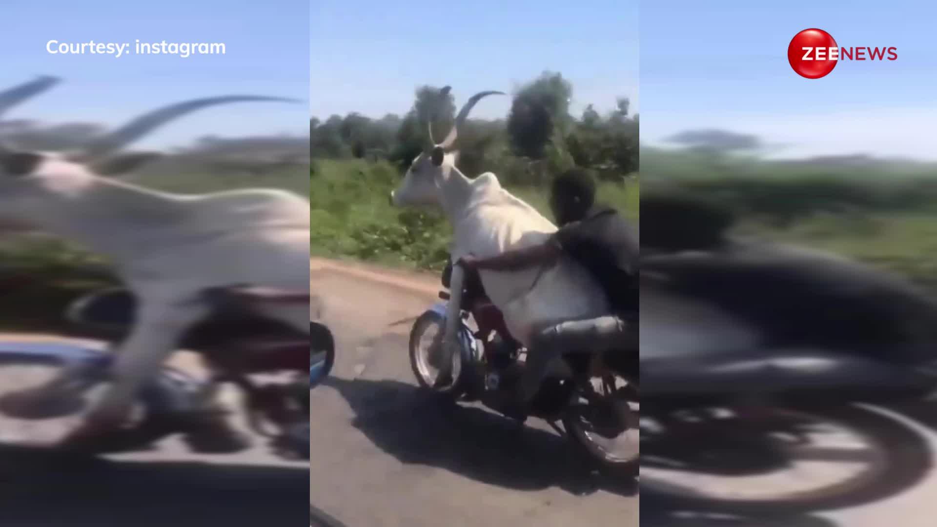 मॉडर्न जमाने की गाय ने चलाई बाइक, वीडियो देख लोग बोले- वाह क्या सीन हैं...