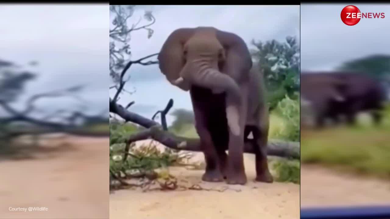 Elephant Funny video: मस्ती में आकर हाथी ने एक ही किक में गिरा डाला पूरा पेड़, आगे हुआ कुछ ऐसा देख लोगों की छूट गई हंसी