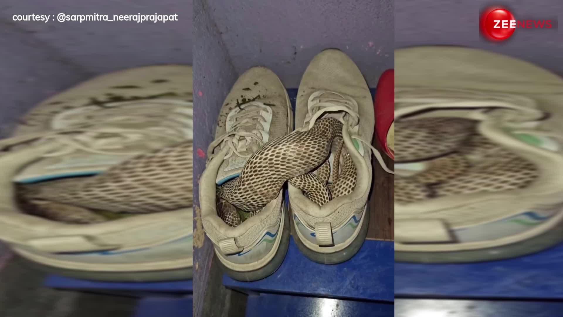 OMG! जूते में छिपा था 'खतरनाक' सांप, VIDEO देखते ही उड़ जाएंगे आपके भी होश!