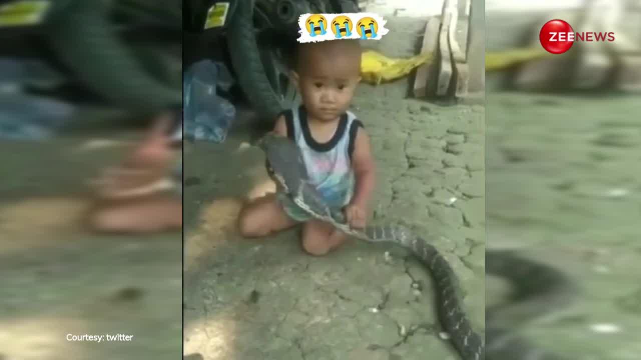 घुटने चलते नन्हे बच्चे ने पकड़ लिया King Cobra का फन, देख घरवालों के छूटे पसीने; सबके रोंगटे खड़े कर रहा वीडियो