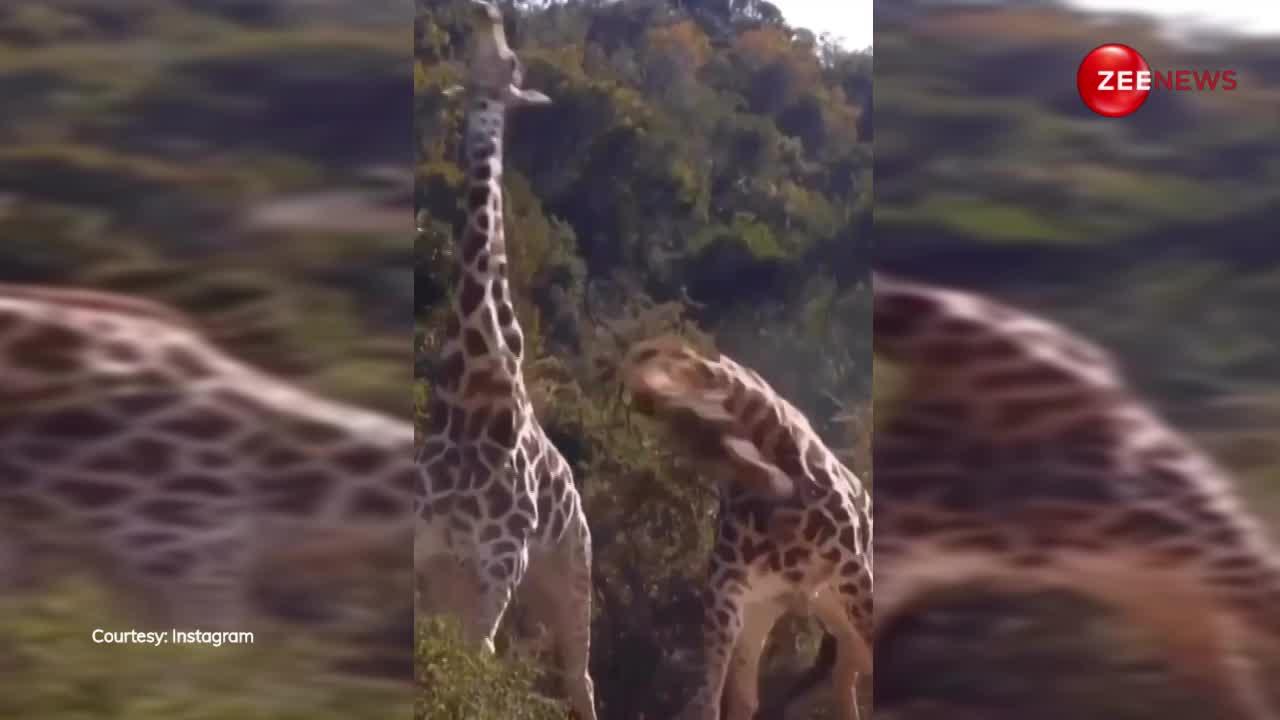 नहीं देखी होगी Giraffe की ऐसी भयानक लड़ाई, किया अपनी लंबी गर्दन का भयंकर इस्तेमाल