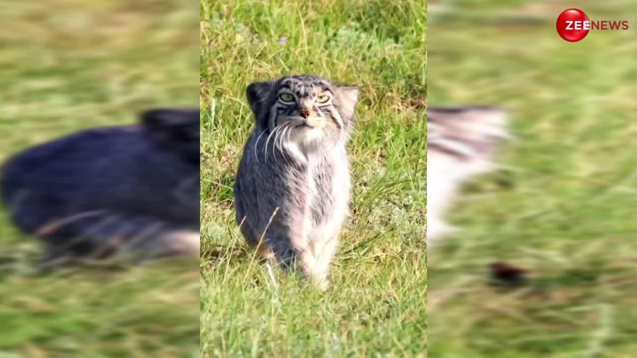 Cat Walk Video: बिल्ली मौसी ने खेत में एटीट्यूड के साथ की ऐसी वॉक, जिसके सामने फेल है हॉलिवुड की भी बड़ी-बड़ी मॉडल!