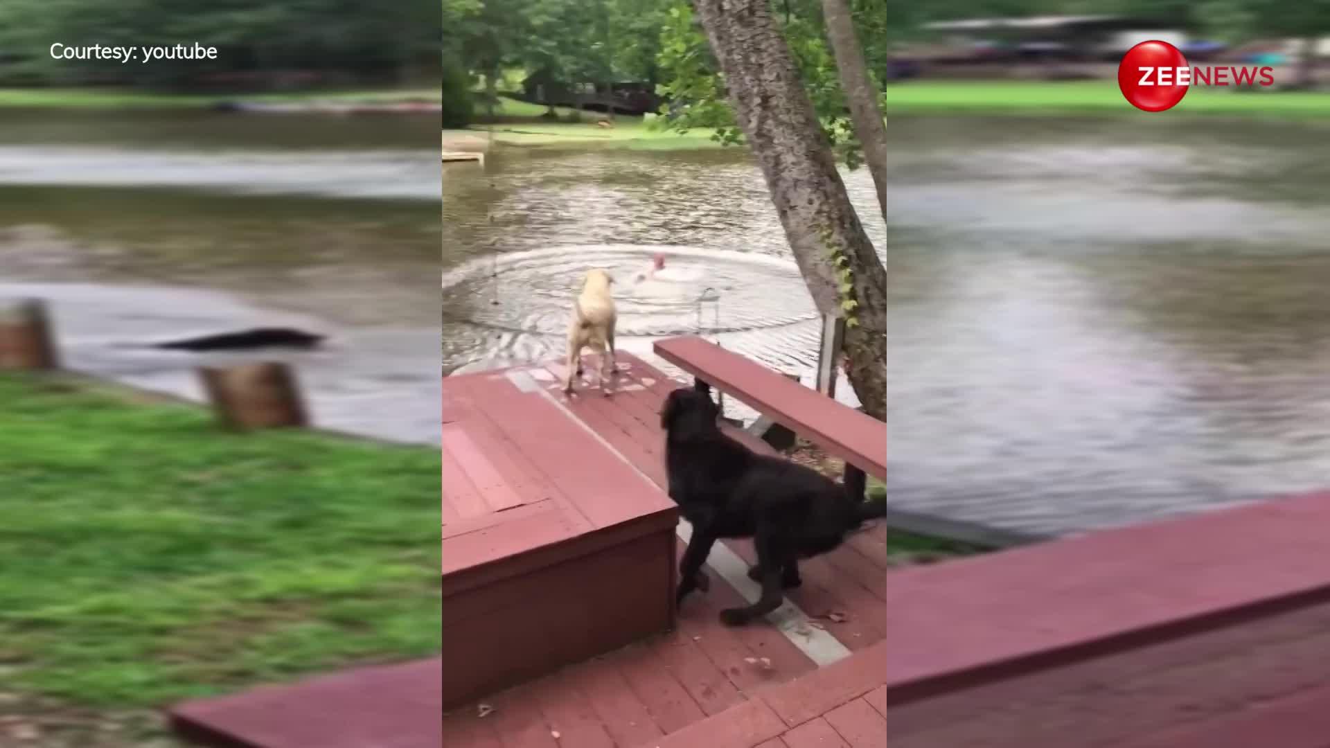 Viral Video: मालिक की जान बचाने के लिए पानी में कूदा कुत्ता, वीडियो देखकर लोग हुए भावुक