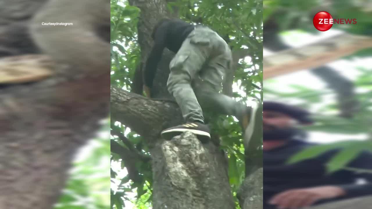 आम के पेड़ पर दिखा 15 फीट का कोबरा, स्लिम बॉडी ने नोरा को भी किया फेल