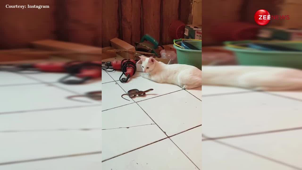 White cat vs baby cobra: सफेद बिल्ली ने किंग कोबरा के बच्चे की नाक में कर दिया दम, उठा-उठाकर पटका
