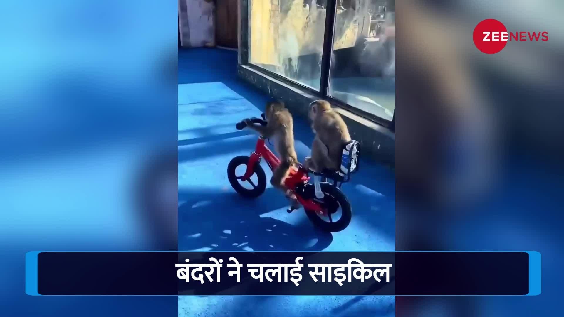 बंदरों ने चलाई साइकिल