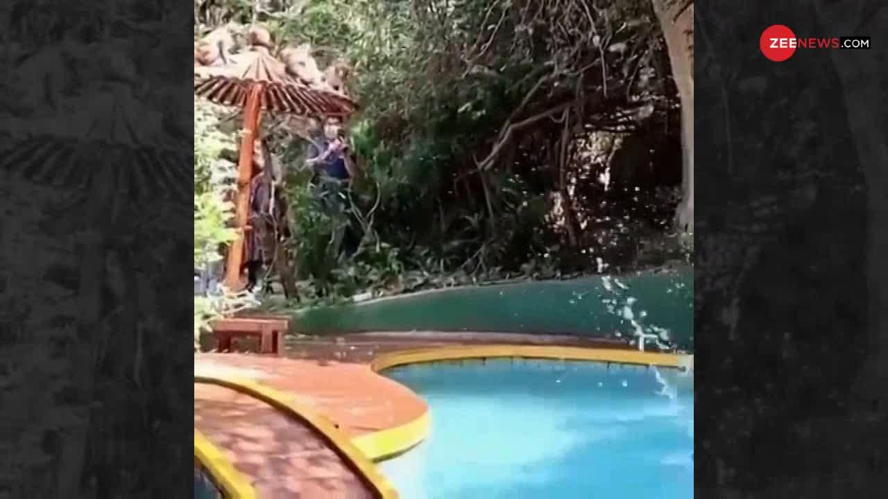 Viral Video: बंदरों की पूल पार्टी देखी है आपने...