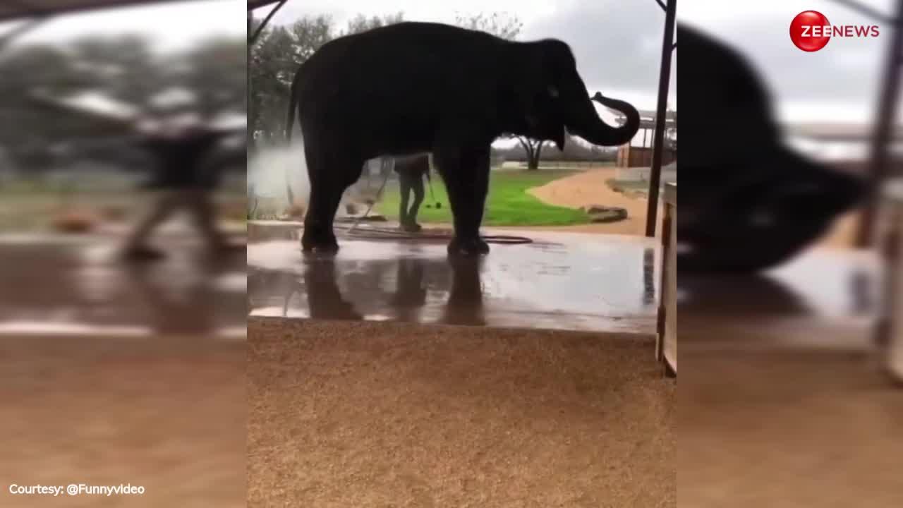 Elephant Video: हाथी नहाते-नहाते करने लगा योगा! सिर के बल खड़े होकर दिखाए करतब, हैरान रह गए लोग