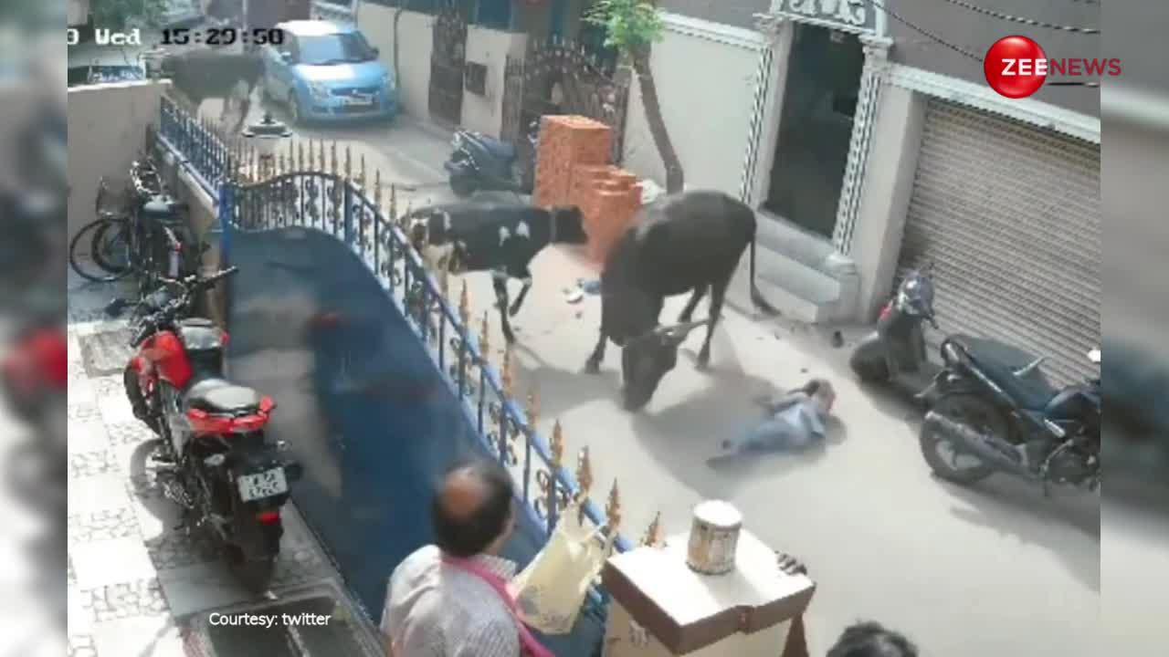 स्कूल की छोटी सी बच्ची पर खूंखार गाय ने कर दिया जबरदस्त हमला, दिल दहलाने वाला वीडियो हुआ वायरल