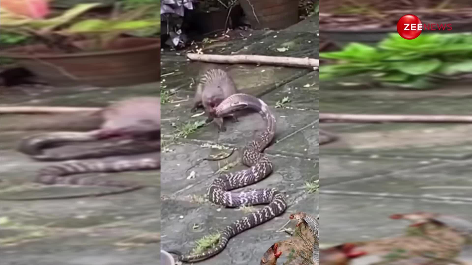 King Cobra के इलाके में घुस गया मासूम नेवला, अब वायरल हो रहा है दोनों की दिल दहलाने वाली लड़ाई का वीडियो