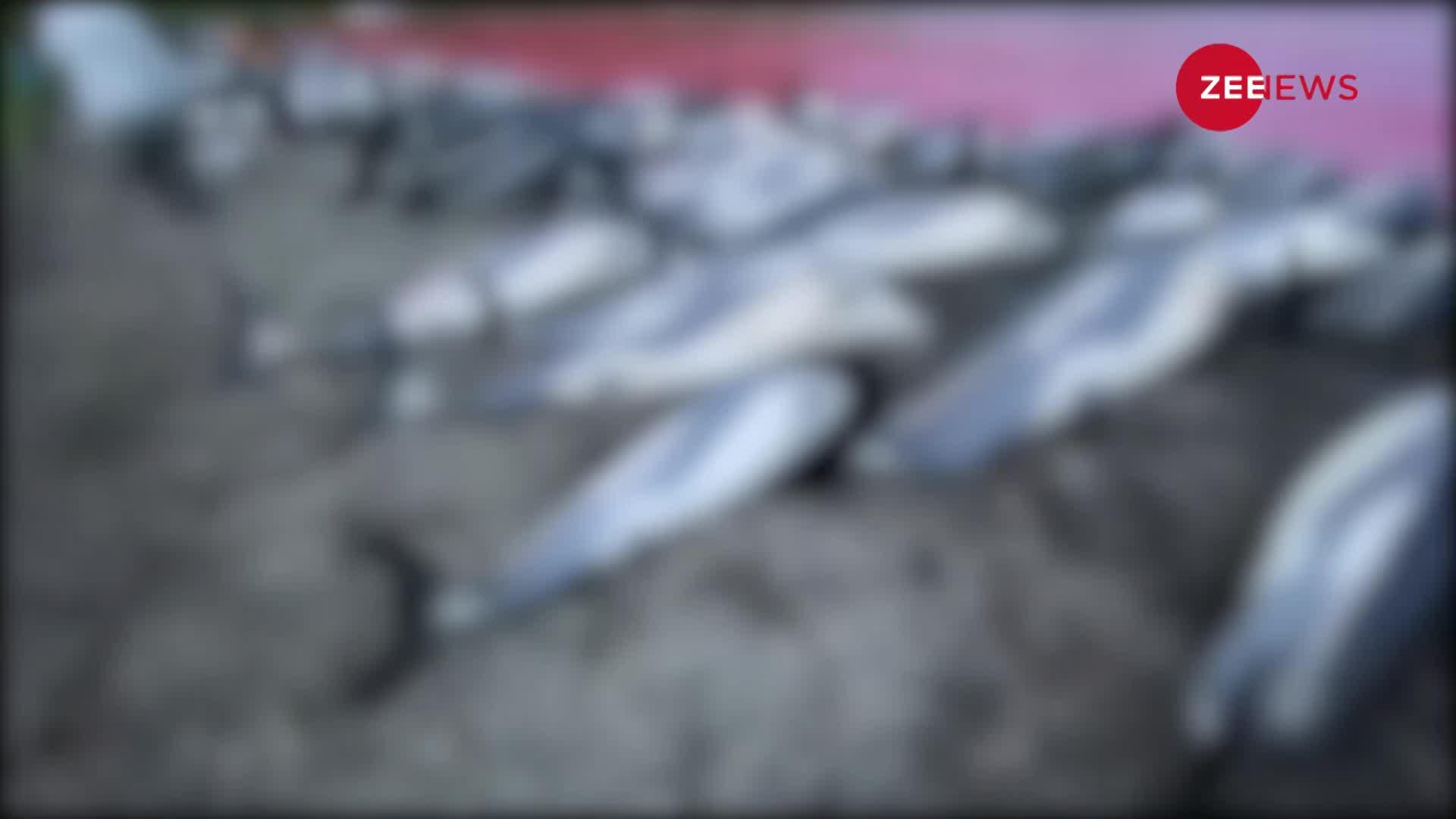 Disturbing Visuals: Denmark में एक साथ 1500 Dolphins की हत्या, Animal Activists में दिखा गुस्सा!