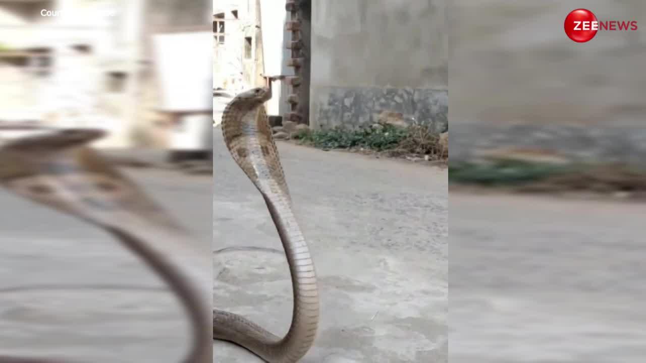 King Cobra: किंग कोबरा के गले में अटका बिल्ली का बच्चा, तड़प-तपड़कर हुई हालत खराब