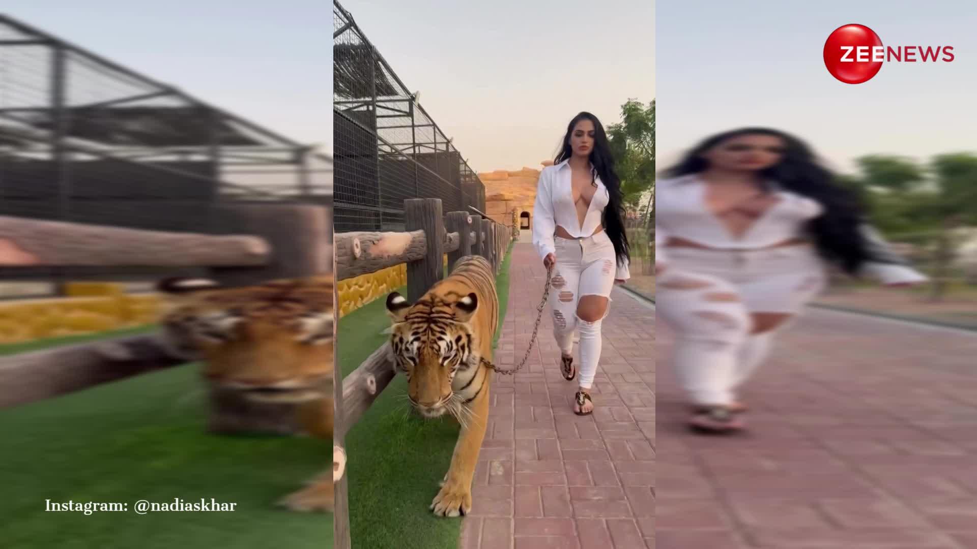 पालतू टाइगर को गार्डन में घूमाते दिखीं Dubai की इंफ्लूएंसर, VIDEO ने उड़ा दी रातों की नींद