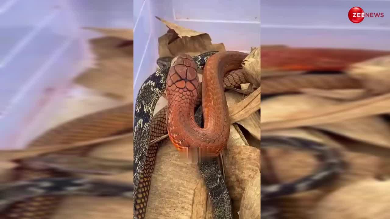 King Cobra: पहली बार दिखा लाल किंग कोबरा! आते ही चबा डाला पूरा जिंदा सांप