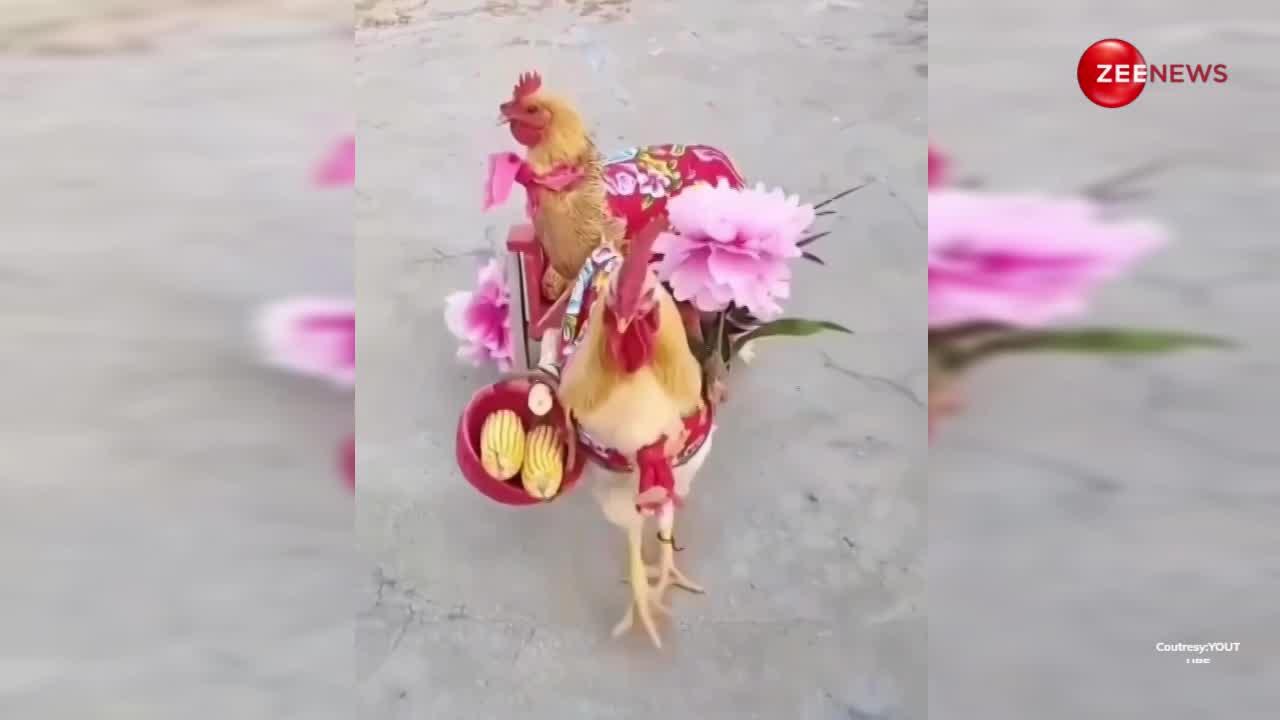 शादी के बाद मुर्गा अपनी मुर्गी को चला अपने घर; सुंदर सी दुलहन को देख खुश से झूम उठा जानवर