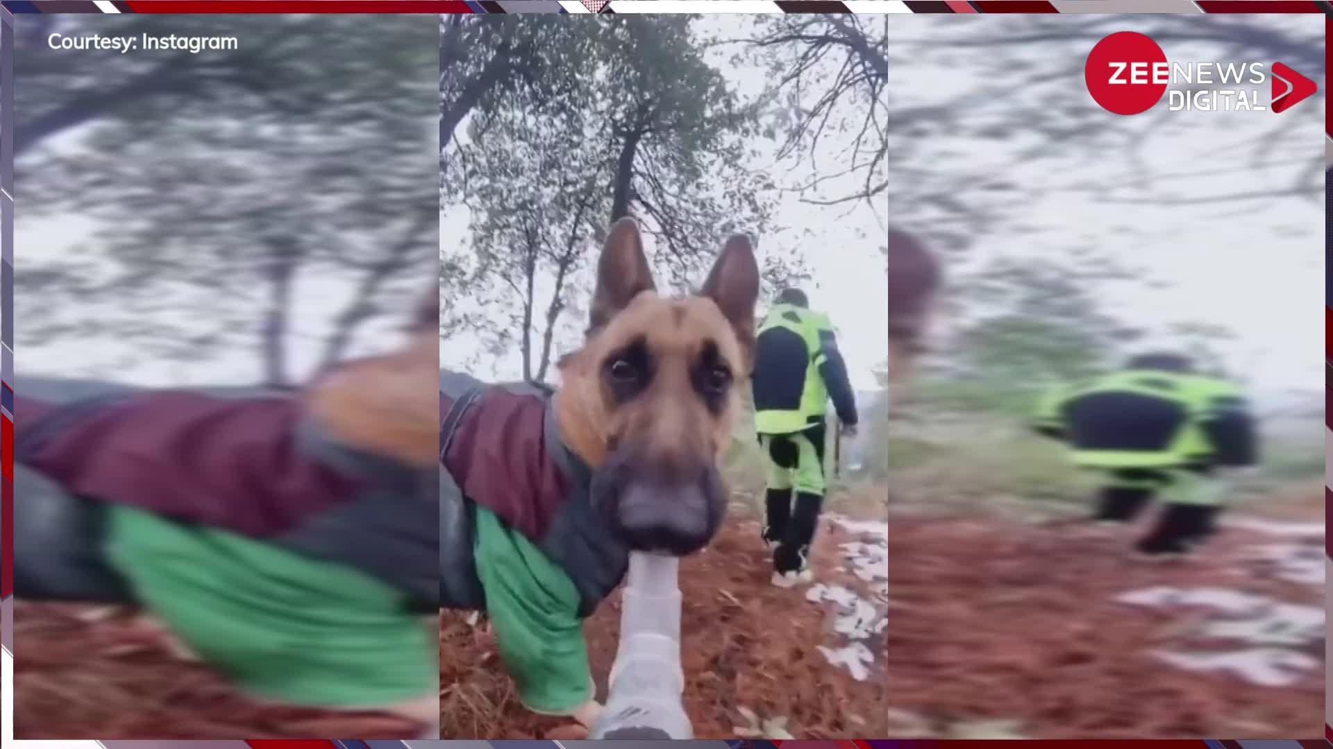 Video: पहले नहीं देखा होगा ब्लॉग करने वाले कुत्ता... कैमरा मुंह में पकड़कर ब्लॉगिंग करते आया नजर, देख दंग रह गए लोग
