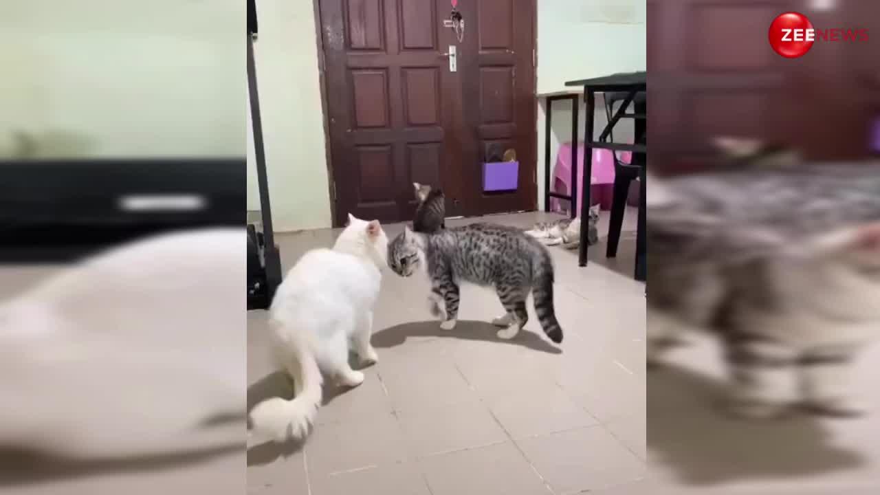 Cat Viral Video: औरतों की तरह लड़ रही 2 बिल्लियों का झगड़ा सुलझाने के लिए तीसरी बिल्ली ने मारी एंट्री, पिटते-पिटते बची
