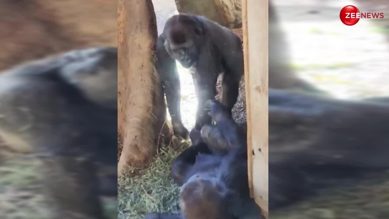 Gorilla sex video | wionews.com