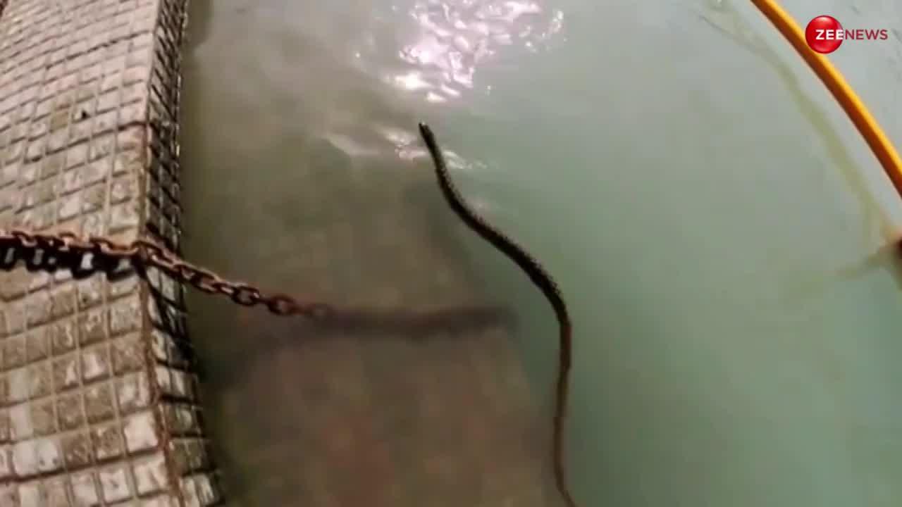 King Cobra: गंगा नदी में कोबरा ने मारी डूबकी, सावन के महीने में ऐसा नजारा पहले नहीं देखा होगा