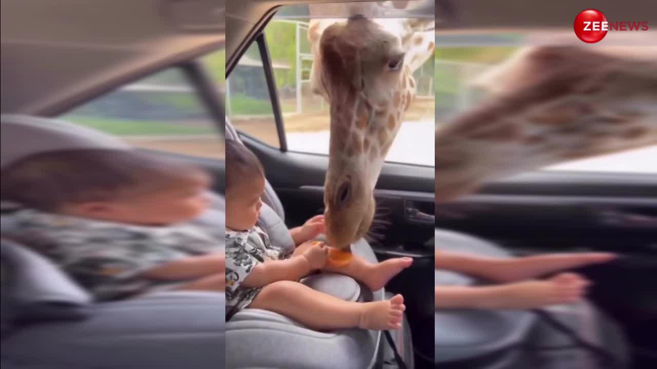 गाड़ी के अंदर मुंह डालकर बेबी का खाना ले उड़ा जिराफ, देख बच्चे ने दिया इतना क्यूट रिएक्शन कि वीडियो हुआ वायरल