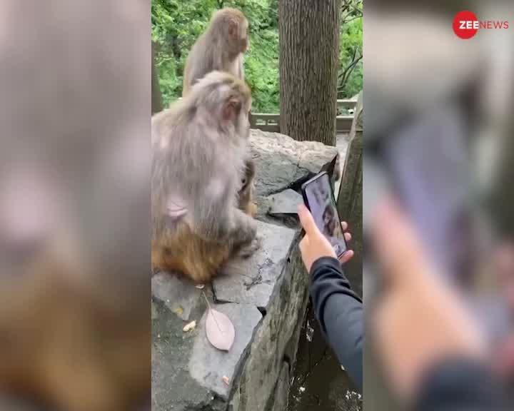 Viral Video: बच्चे की जबरदस्ती Photo खींचने पर नाराज हो गई बंदरिया, देखें फिर क्या हुआ?