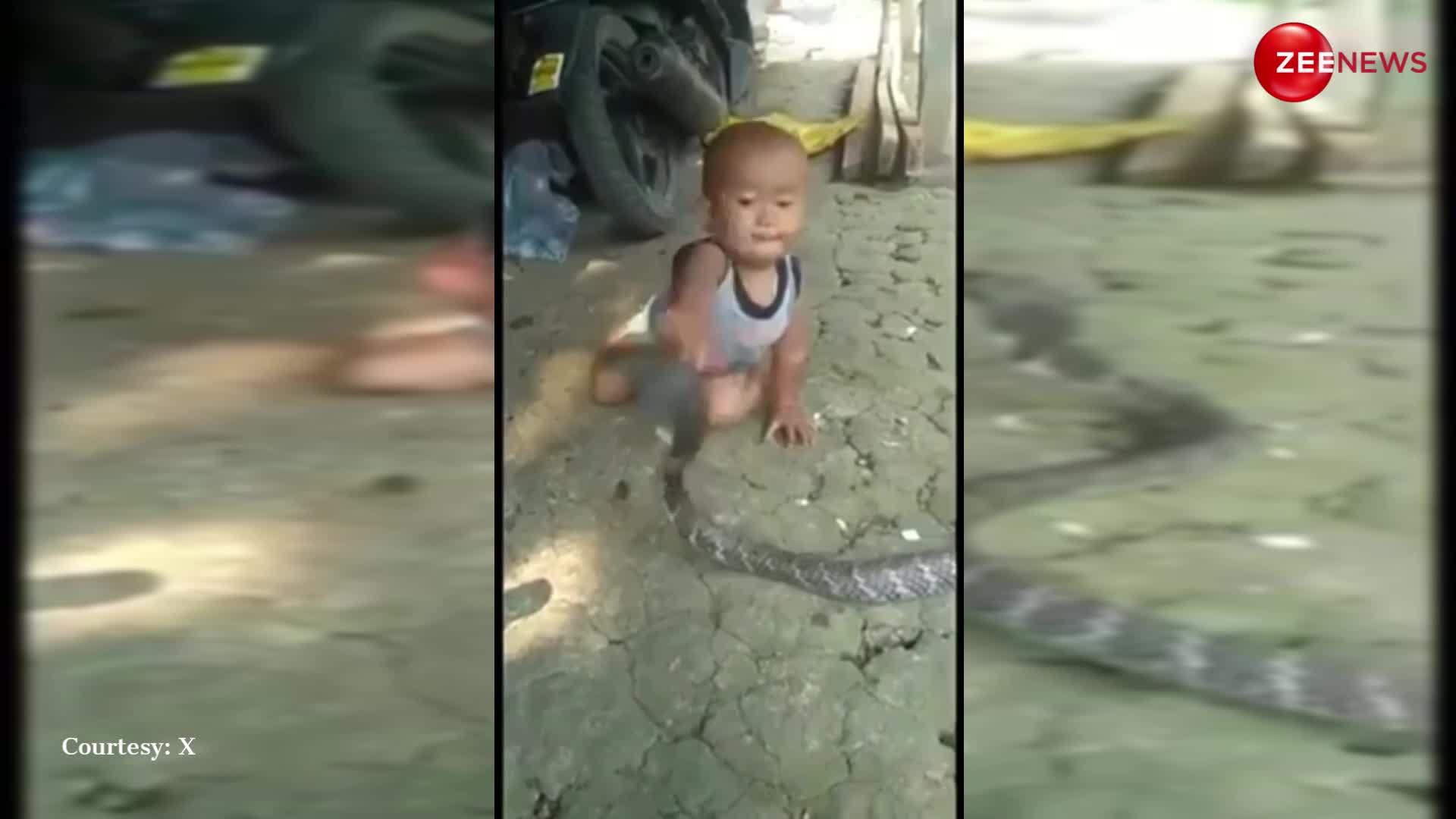 Kid plays with Snake: खूंखार सांप की गर्दन पकड़-पकड़कर खेलता दिखा नन्हा था बालक, नजारा देख कांप जाएगा कलेजा