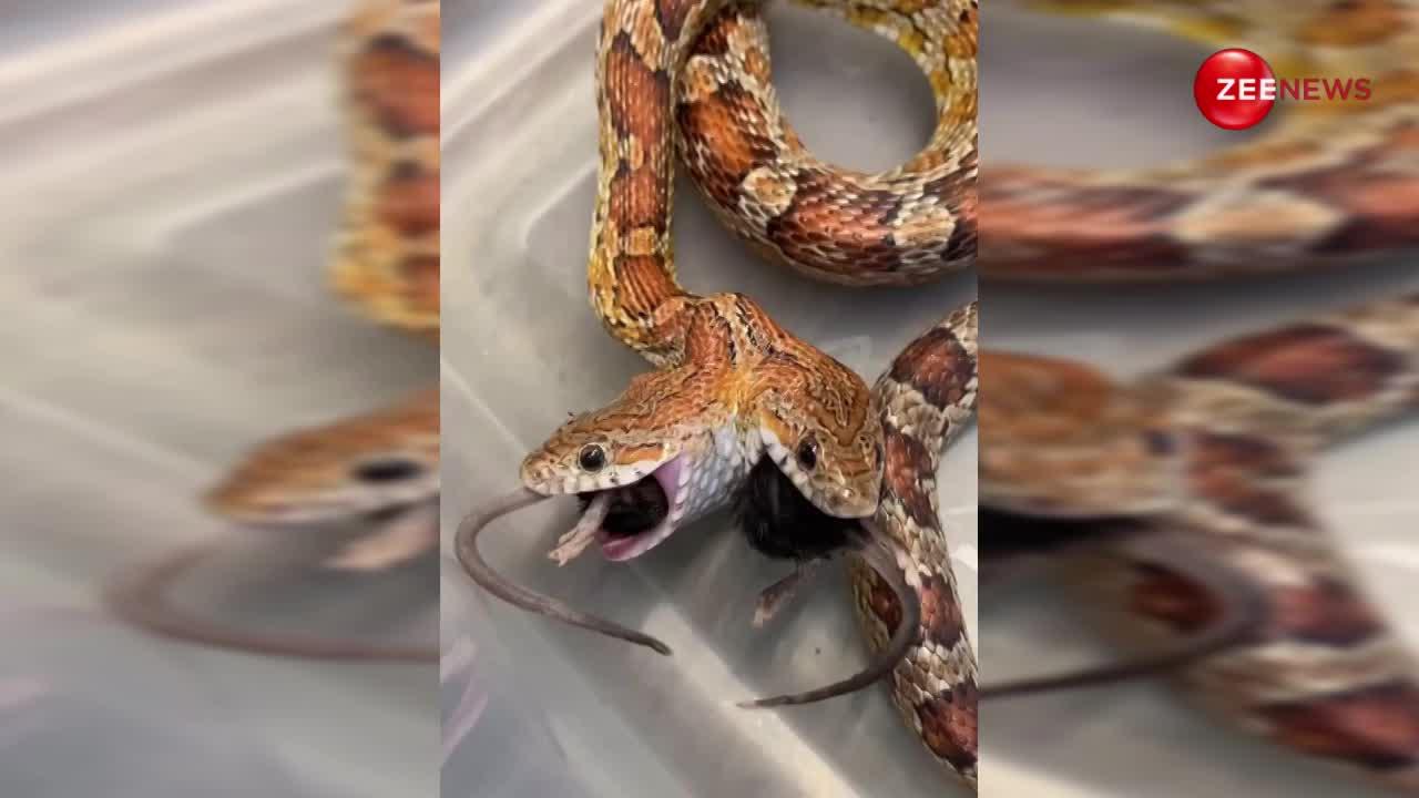 नहीं देखा होगा दो मुंह वाला King Cobra, एक साथ किया दो जानवरों का शिकार, देखें यह खौफनाक वीडियो