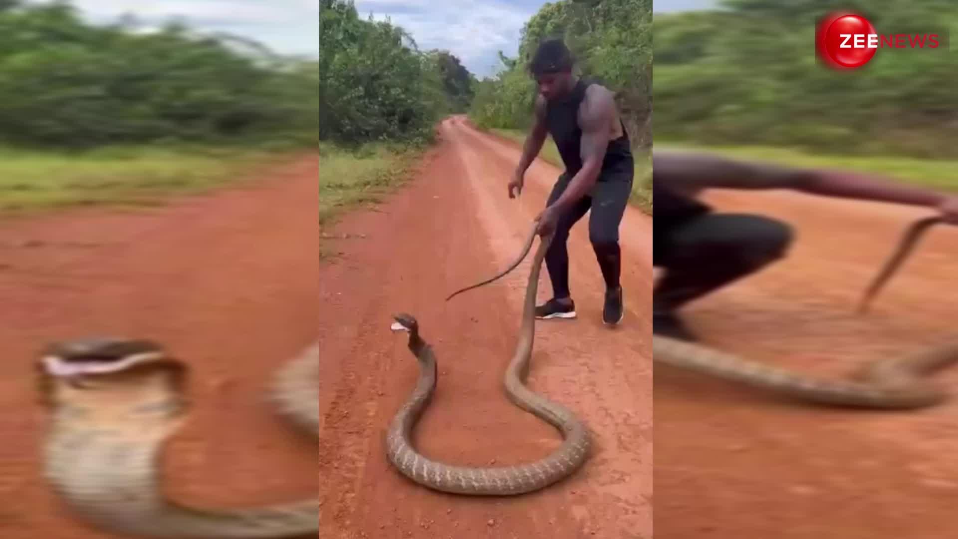 Cobra viral video: किंग कोबरा के साथ जंगल में इस लड़के ने किया ऐसा, देख लोगों को लगा झटका