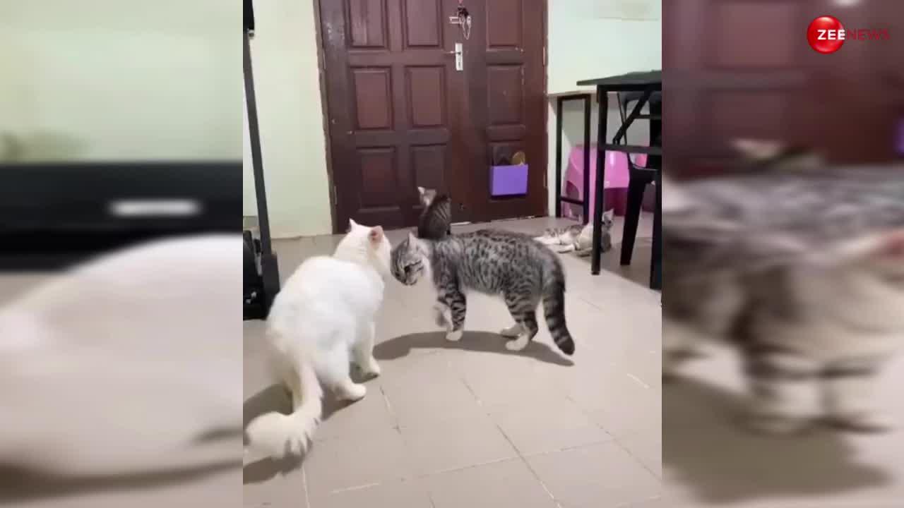 Cat Fights Video: झगड़ रही थी दो बिल्लियां, तभी तीसरी ने बीच में आकर ऐसे रुकवाई लड़ाई..