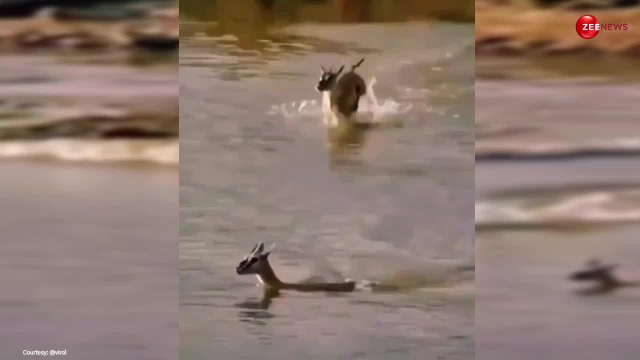 Deer Video: बच्चे के लिए मां हिरण ने दी कुर्बानी, वीडियो देख इमोशनल हुए लोग