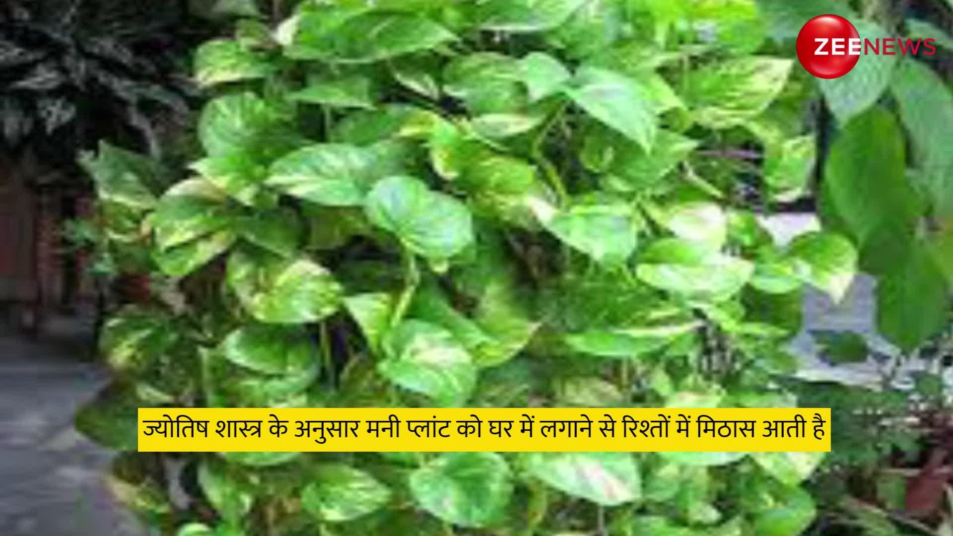 Vastu Tips: ये पौधा चुंबक की तरह चारों दिशाओं से खींचता है पैसा, इस नियमों का पालन करने पर ही दिखाता है असर!