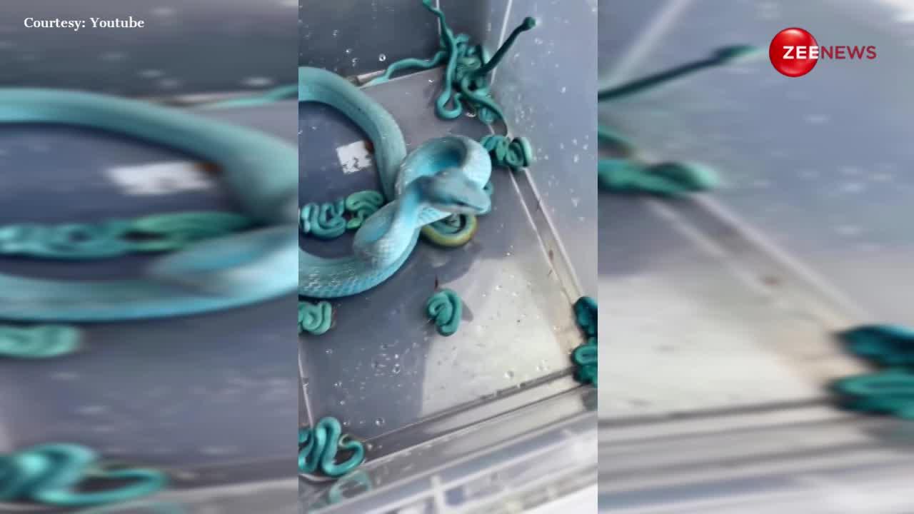 समुद्री हरे रंग के किंग कोबरा ने एक साथ दिया 12 बच्चों को जन्म, अद्भुत वीडियो देख आश्चर्यचकित रह जाएंगे आप