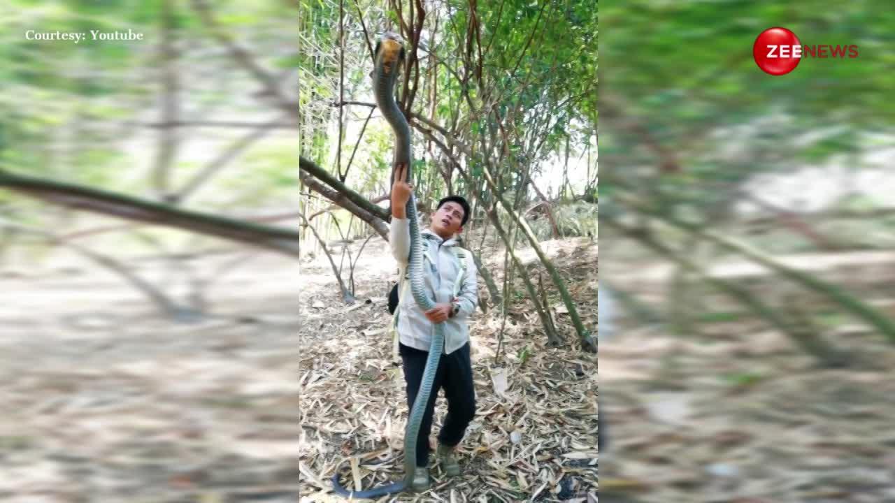 20 फुट लंबे किंग कोबरा को हाथ में पकड़ कर जंगल में खड़ा हो गया लड़का, साइज देख उड़ जाएगी नींद