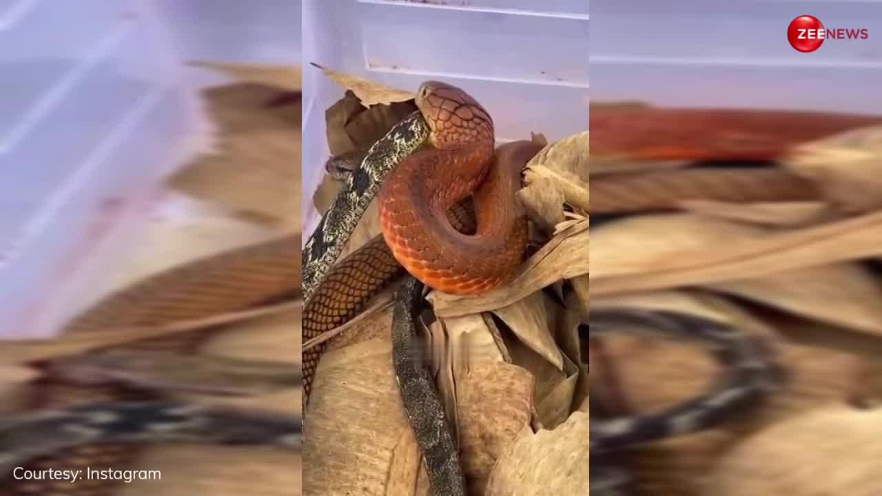 नसीब वालों को दिखता है लाल किंग कोबरा, नॉर्मल कोबरा से होता है वाकई जहरीला और खतरनाक; Video