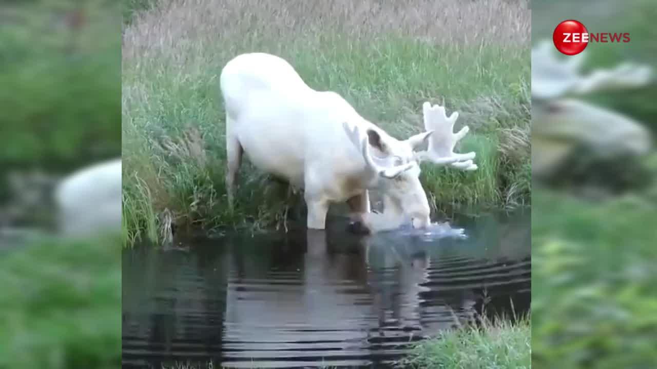 नदी पार करता दिखा दुनिया का सबसे दुर्लभ सफेद हिरण, कलर इतना साफ कि एक बार को दूध भी हो जाए फेल