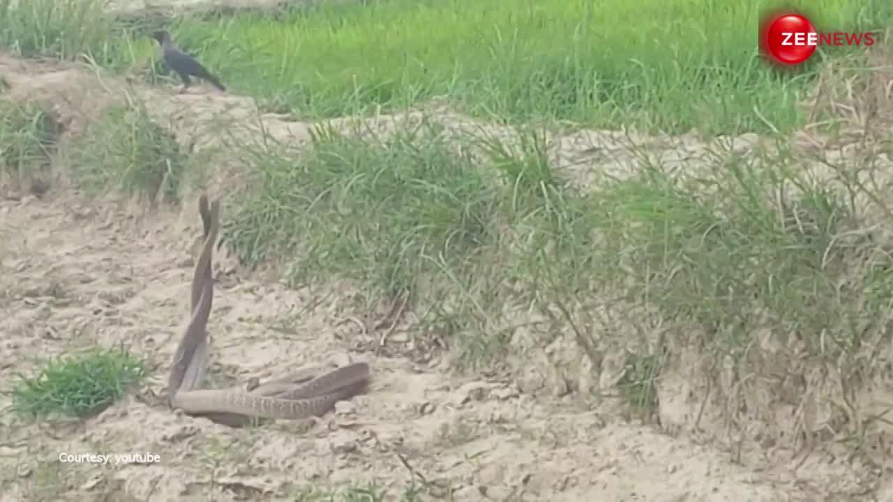 Cobra का रोमांस करते हुए वीडियो हुआ वायरल, खेत में भीड़ के बीचों-बीच जमकर किया प्यार; लोग बजाने लगे सीटियां